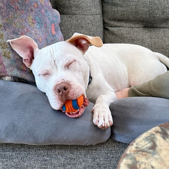 Meet your Posher, Samantha - Picture 9 of 9